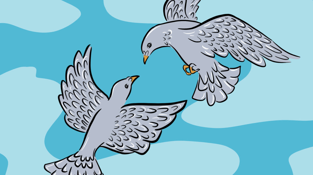 Birds: a story of first love, lessons learned and longing