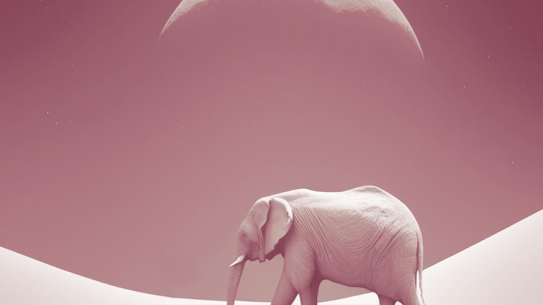How to improve your non-verbal communication — tips from an Elephant