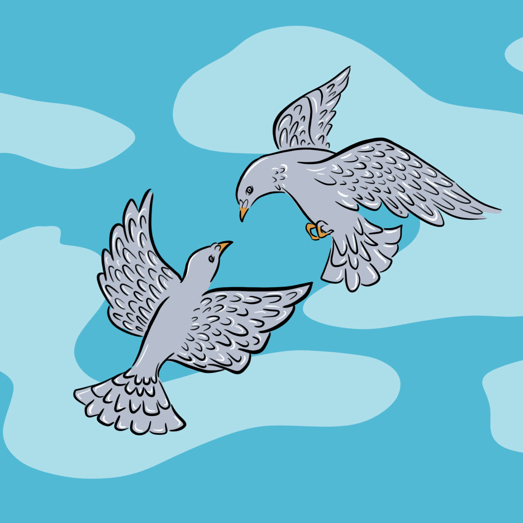 Birds: a story of first love, lessons learned and longing